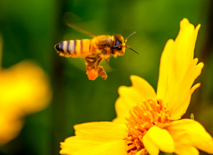 کدام ویژگی های گل ها توجه زنبور را جلب می کند؟